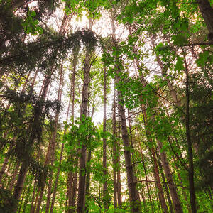 Sunlit Trees by Lars Lentz