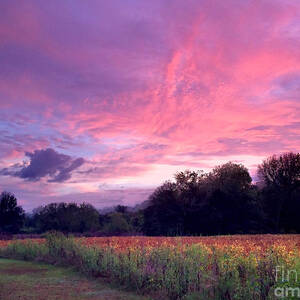 Sunrise in the South by T Lowry Wilson