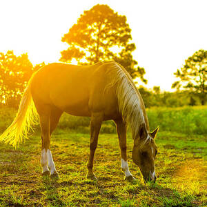 Sunset at the Barb Ranch by David Morefield