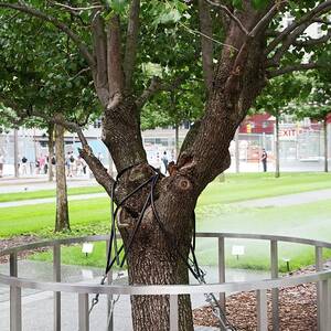 Survivor Tree by Science Photo Library