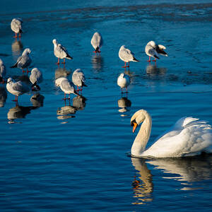 Swan And Seagulls On Frozen Lake by Andreas Berthold