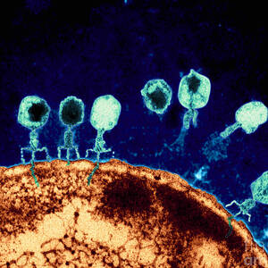 T-bacteriophages and e-coli by Eye Of Science