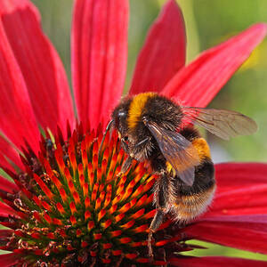 Taste of Summer - Bee on Red Coneflower - Square by Gill Billington
