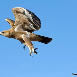 Tawny Eagle In Flight by Science Photo Library