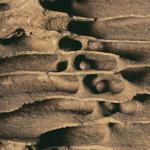Termite Nest by Science Photo Library