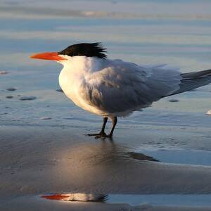 Tern on the Beach  by Christy Pooschke