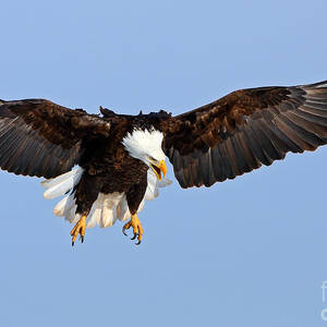 The Calling by Bill Singleton