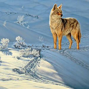 the Coyote - God's Dog by Paul Krapf