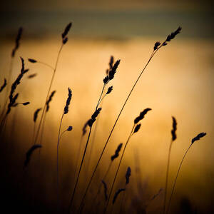 The Field by Dave Bowman