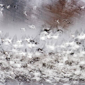 The Flight Chaotic by Kevin Anderson