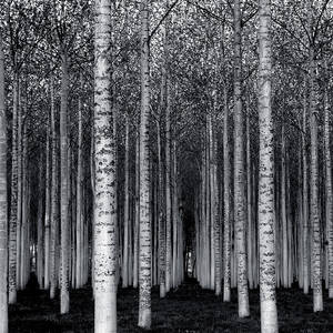 The Forest For The Trees by David Scarbrough