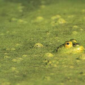 The Frog in Green Algae by John Harmon