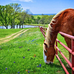 The Grass is Always Greener... by Lynn Bauer