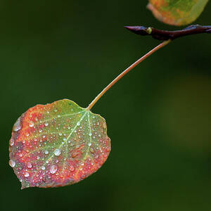 The Latter Rain  by Jim Garrison