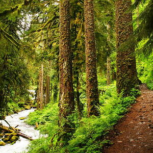 The Twisting Path Winding Through Paradise  by Jeff Swan