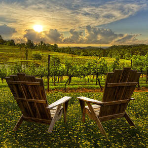 The Vineyard   by Debra and Dave Vanderlaan