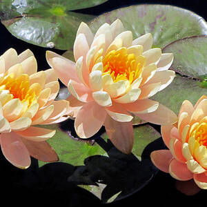 Three Lilies by Bob Slitzan