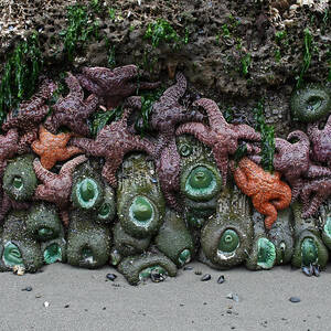 Tide Pool by Paul Schultz