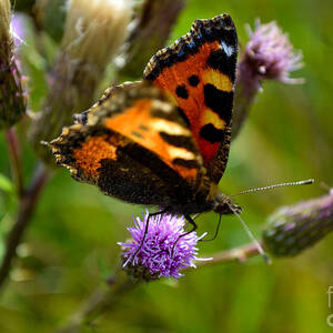 Tortoise Shell Butterfly by Scott Lyons