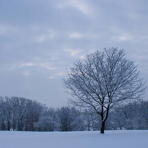 Tree in Winter by Larry Bohlin