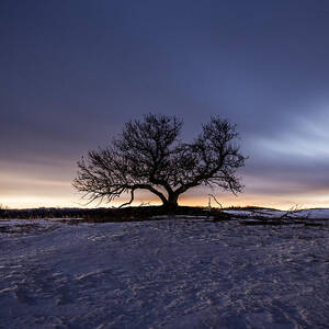 Tree of Insanity by Aaron J Groen