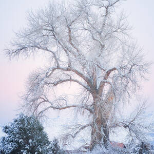 Tree of Snow by Darren White