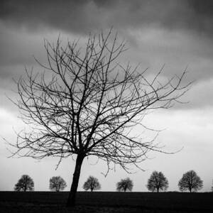 Trees black and white by Matthias Hauser
