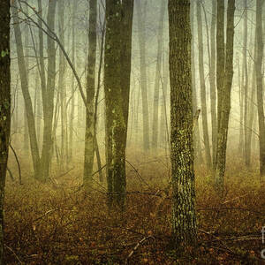 Trees II by Debra Fedchin