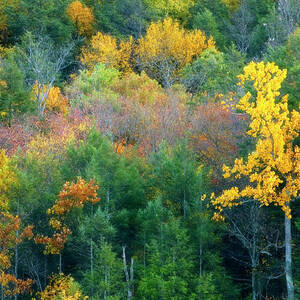 Trees In Autumn by Science Photo Library