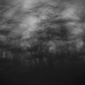 Trees Sway In The Wind, Marthas by Tonee Harbert