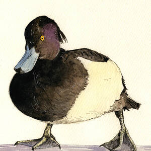 Tufted duck by Juan  Bosco