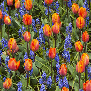 Tulip And Grape Hyacinth by Kevin Schafer