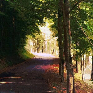 Tunnel of Trees by CHAZ Daugherty