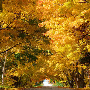 Tunnel of Yellow Leaves by David T Wilkinson