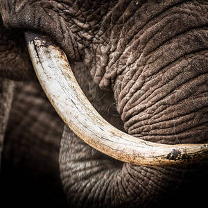 Tusks And Trunk by Mike Gaudaur