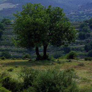 Two Carob Trees by Science Photo Library