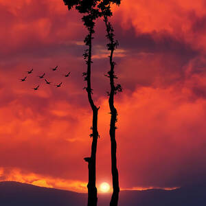 Two Oaks together in the field at sunset by Bess Hamiti