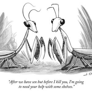 Two Praying Mantises Facing Each Other by Joe Dator