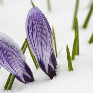 Two purple crocuses in spring with snow by Matthias Hauser