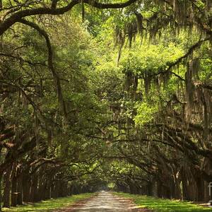 Under The Ancient Oaks by Adam Jewell