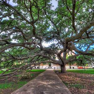 Under the Century Tree by David Morefield