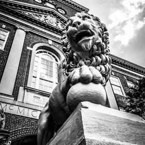 University of Cincinnati Lion Black and White Picture by Paul Velgos
