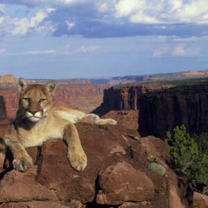 View Of A Mountain Lion Resting Over A Canyon by Science Photo Library