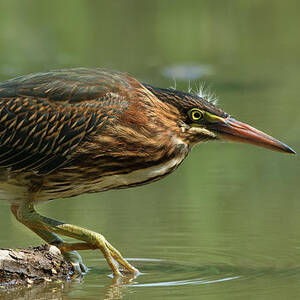 Wading Into The Unknown by Darlene Hewson