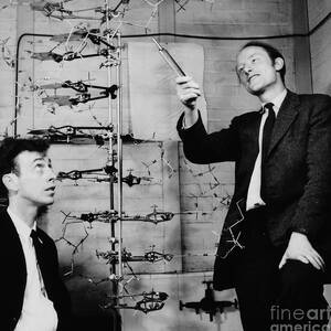 Watson and Crick with DNA Model by A Barrington Brown