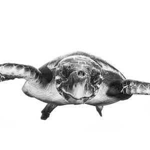 White And Turtle by Barathieu Gabriel