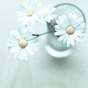 Ox-eye Daisy by Print Collector