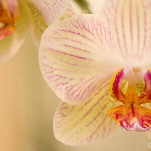 White Orchids by Chris Scroggins
