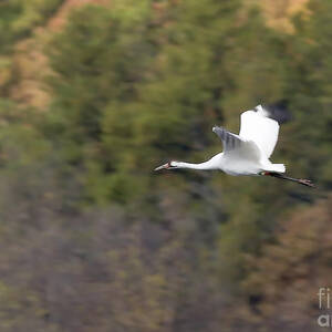 Whooping crane by Steven Ralser