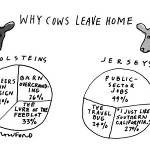 Why Cows Leave Home by Michael Crawford